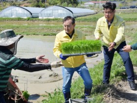 영산강 시원의 청정지역 담양, ‘대숲맑은 조기햅쌀’ 첫 모내기