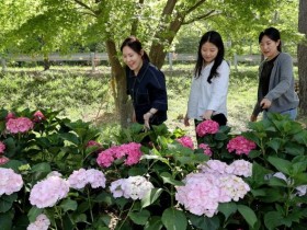 화사한 수국꽃 구경하세요!