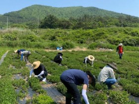 장흥군 재무과 공무원, 농촌일손돕기 ‘구슬땀’