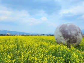 봄 유채, 여름 수국, 가을 구절초…‘금상첨花 강진’ 만든다