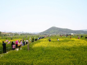 “푸른 물결 일렁이는 군남면 찰보리 들판으로 초대합니다”