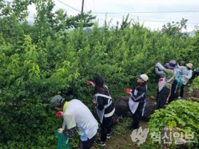 광양시, 매실 수확철 맞아 농촌일손 돕기 나서