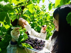 해남군“초여름의 보랏빛 추억, 새콤달콤 오디맛 보세요”