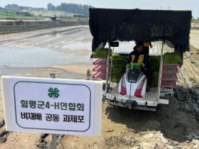 함평군4-H연합회, 공동과제포 모내기 행사 추진