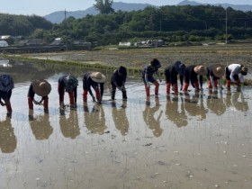 곡성군, 지역에 맞는 벼 품종 개발 본격 추진