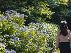 구례수목원 수국, 지금이 절정