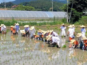 무안군, 무형문화재 ‘상동 들노래’와 함께하는 모내기 체험