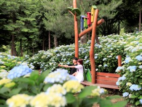 보성군, 전남도 민간정원 제12호 성림원 수국의 향연