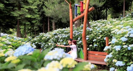 보성군, 전남도 민간정원 제12호 성림원 수국의 향연