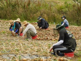 목포시 공직자·자생조직, 신안 일손돕기…통합 공감대 형성