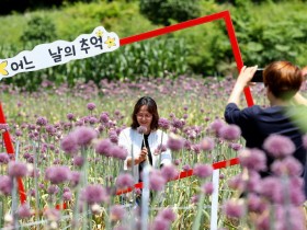 강진군 "코끼리마늘꽃 배경으로 인생사진 찰칵-"