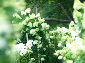 전라남도 제2호 민간정원 ‘죽화경’ 유럽 수국 축제 개최