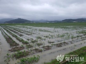 영광군, 논콩 피해 최소화를 위한 현장기술 지원