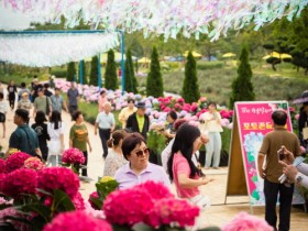 강진 수국길 축제 연계 ‘먹깨비’ 할인, 50% 이상 매출 증가