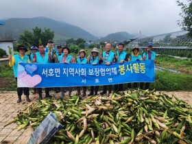 영암군 서호면지사협, 옥수수 수확·나눔