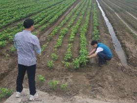 함평군, 장마철 집중호우 대비 ‘콩 피해 최소화’ 현장 지도