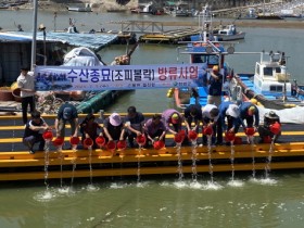 함평군, 국민생선 ‘조피볼락(우럭)’ 23만 마리 방류