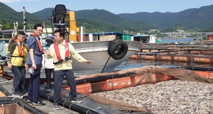 정기명 여수시장, 고수온 피해 양식장 들러 피해상황 점검