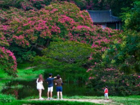 담양군, 백일홍 만개한 명옥헌 원림에 문화관광해설사 추가 배치… 여행의 맛 더해