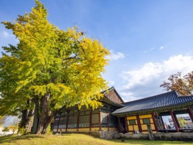 ‘700살 쌍둥이 은행나무, 벼락 맞은 팽나무’를 아시나요