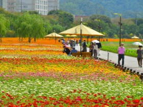 “당신의 가을… 장성으로부터”  장성군 황룡강 가을꽃축제 10월 7일 개막!