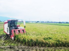 담양군, ‘대숲맑은 조기햅쌀’ 본격 수확 시작