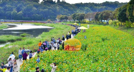 “날 보러 와요” 장성군 황룡강 해바라기정원 절정