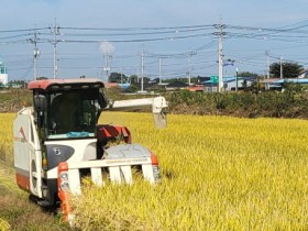 나주시, 밀 대체 품종 ‘가루쌀’ 첫 수확 결실