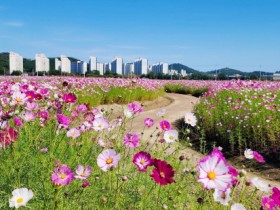 풍덕경관정원의 가을 코스모스 보러 순천으로 오세요