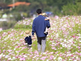 화순군, 고인돌 유적지 가을꽃 보러 오세요