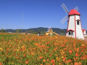 가을 알리는 코스모스 활짝… 보성 ‘예당습지 생태공원’