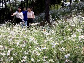 강진군에 이런 곳이! 1만여평 구절초 환상 군락