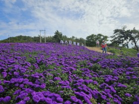 퍼플섬, 연휴 동안 찾은 관광객 4만 5천여 명 넘어 신안군 인구수 웃돌아!