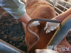 고흥군, 소 럼피스킨병 백신 접종 조기 완료