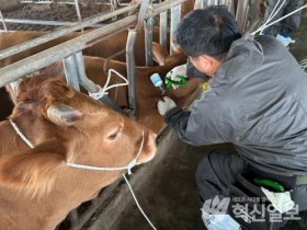 보성군, 소 럼피스킨병․고병원성 AI 대비 통합 방역 관리 추진