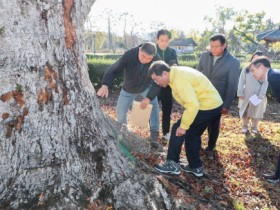 정인화 광양시장, 광양읍수와 이팝나무 생육상태 전문가와 현장점검