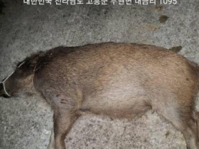 고흥군, 유해야생동물 멧돼지·고라니 포획량 크게 증가