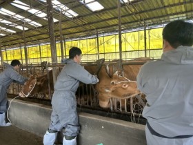 신안군, 소 럼피스킨 확산 방지·조기 안정화 ‘총력’