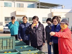 고흥 유자, 황금빛 물결~ 유자향은 천리를 가고~