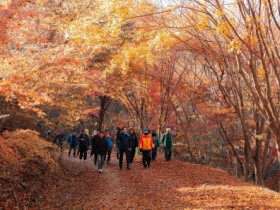 200여 영암군민, 백룡산 단풍나무 숲길 걸으며 가꿔