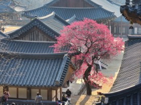 “국민에게 큰 사랑 받은 화엄사 홍매화”  국가유산 “구례 화엄사 화엄매” 천연기념물 지정 고시