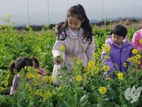 강진 청자축제장에서 만나는 노랑 유채꽃 “반값다”