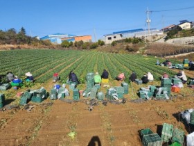 진도 시금치 ‘으뜸초’ 본격 출하로 시장 반응 뜨거워