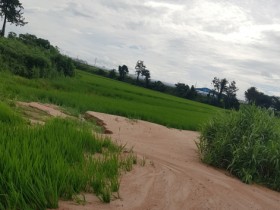 고구마 경작지 토사유출 예방은 이렇게