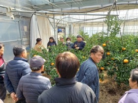 고흥군, 품목별 한라봉연구회 기술교육 추진