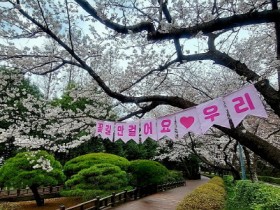 광양시, 로맨틱 벚꽃 명소 이번 주말 ‘절정’