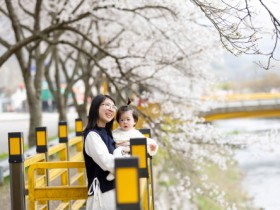 꽃 피는 봄… 장성군이 즐겁다!