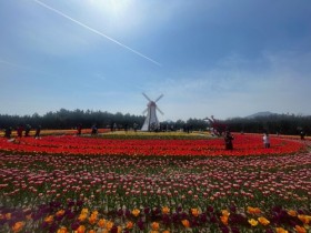 신안군 ‘2024 섬 튤립 축제’ 개막식 열려