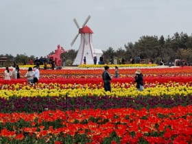 신안군 ‘2024 섬 튤립축제’ 개막식 개최