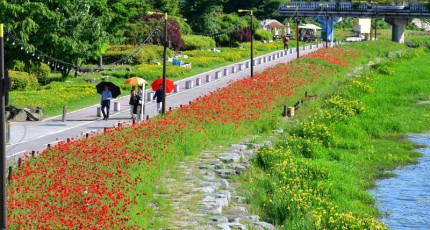 “금요일에 만나요”  장성 황룡강 봄꽃 활짝… 길동무 꽃길축제 기대감 상승!